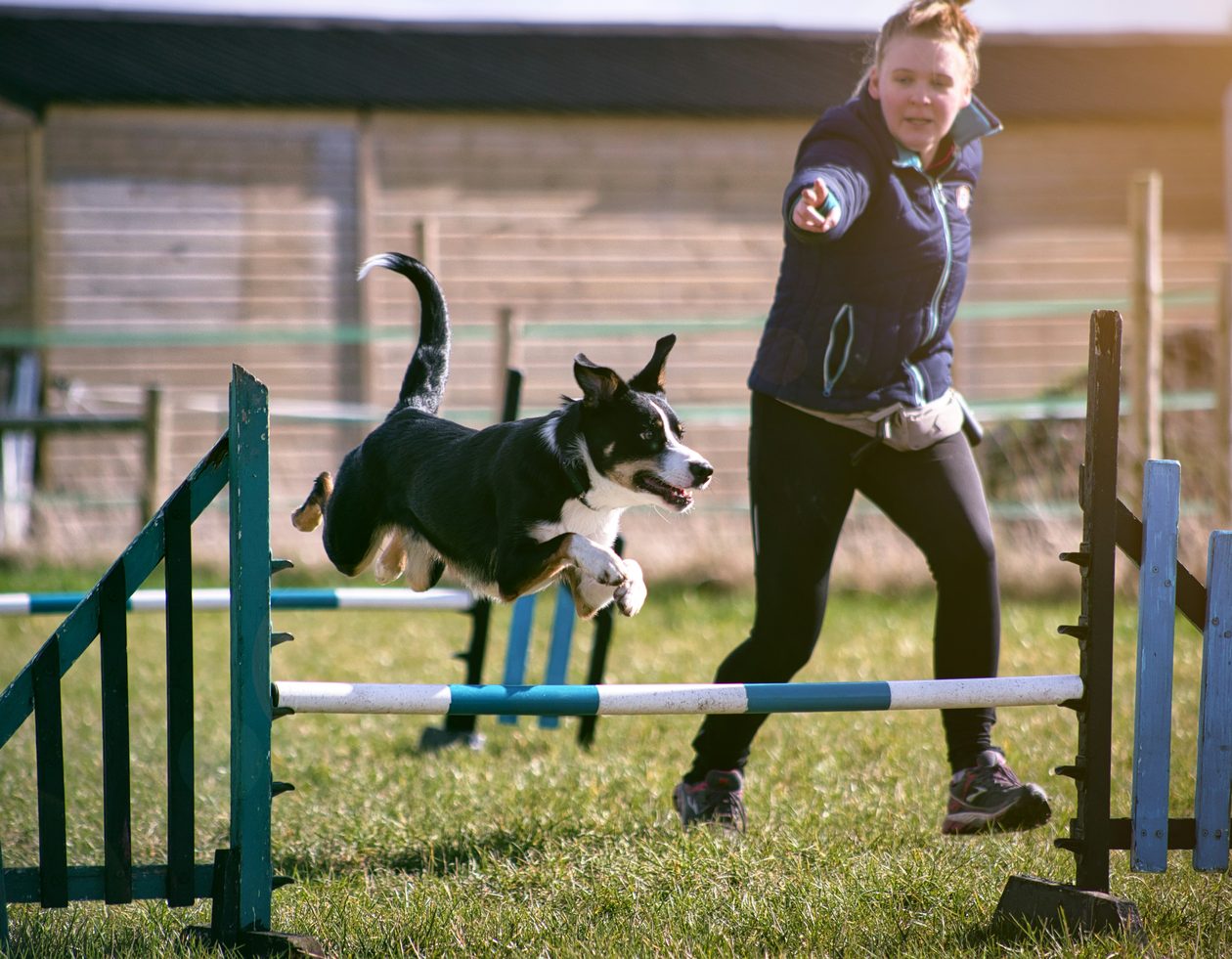 Dog clearing an agility jump as its handler runs alongside